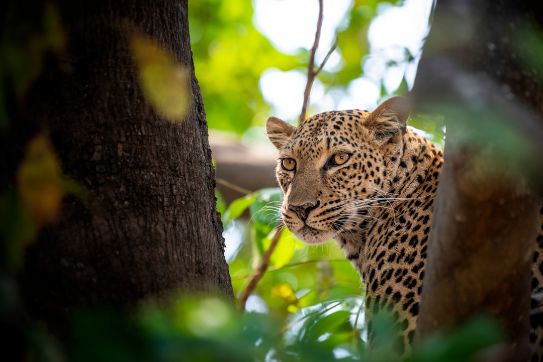 découvrez l'importance de la conservation de la faune, ses enjeux et les actions pour protéger notre biodiversité. engagez-vous pour un avenir durable et préservez les habitats naturels des espèces menacées.