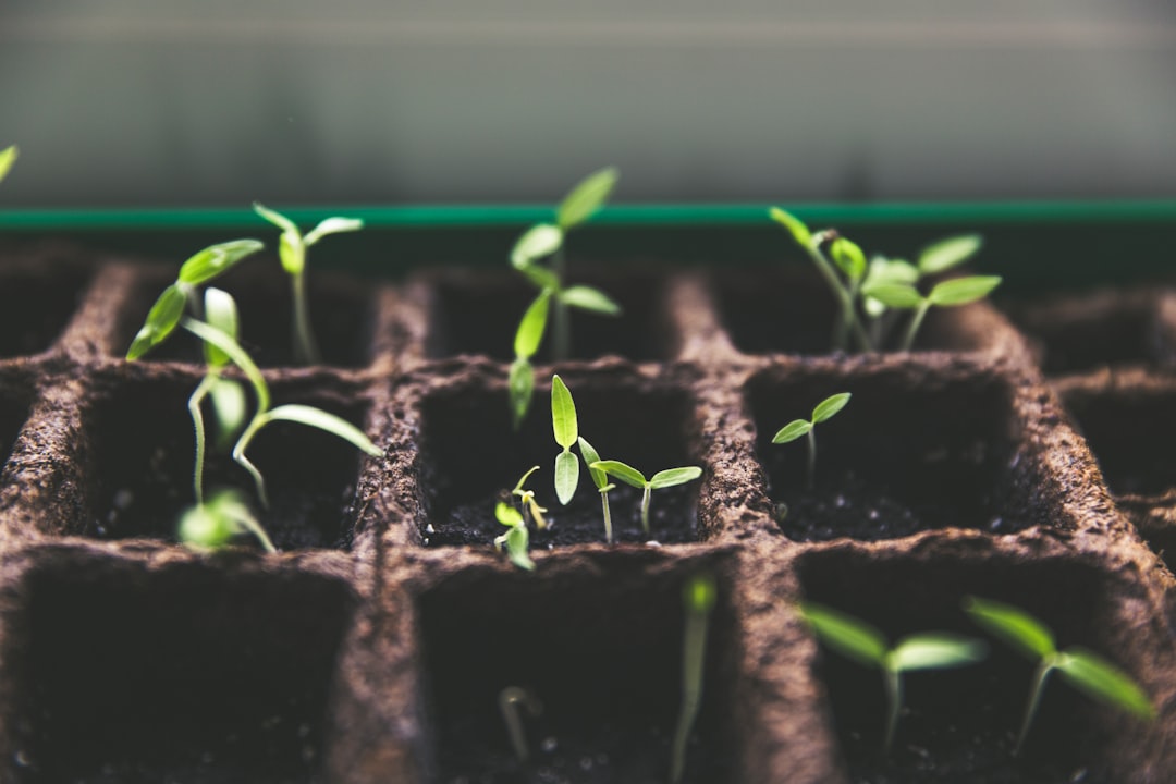 découvrez l'univers du jardinage avec nos conseils pratiques, astuces et idées inspirantes pour créer et entretenir un jardin florissant. apprenez à cultiver vos plantes, fleurs et légumes avec passion et expertise.