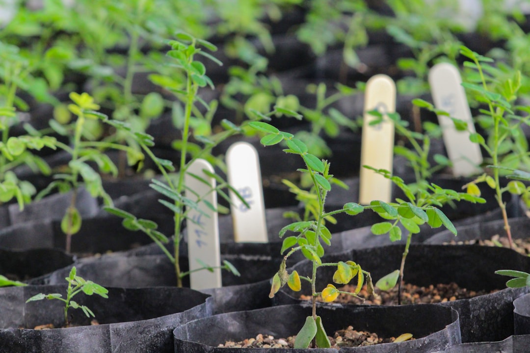 découvrez notre sélection de plantes d'intérieur, idéales pour égayer votre espace de vie. apprenez à entretenir ces verdoyantes alliées qui purifient l'air et apportent une touche naturelle à votre décoration. transformez votre intérieur en un havre de paix grâce à nos conseils et astuces sur les plantes d'intérieur.