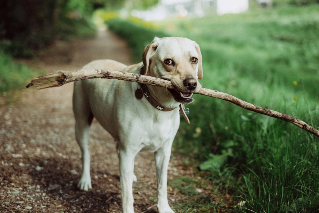 découvrez le monde fascinant des animaux de compagnie : conseils, astuces, soins et bien-être pour vos amis à quatre pattes. informez-vous sur les races, l'alimentation et l'éducation pour offrir la meilleure vie possible à votre compagnon.